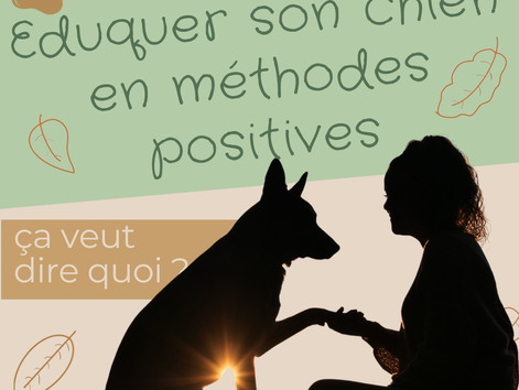 Eduquer son chien en méthodes positives ça veut dire quoi ?