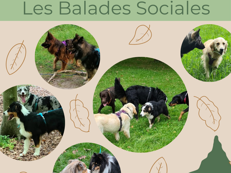 Zoom sur les Balades Sociales pour vos Chiens 