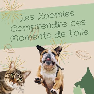 Les Zoomies, Comprendre ces moments de Folie de nos Chiens et Chats