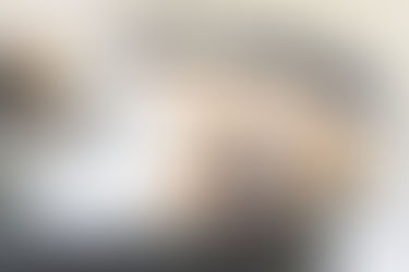 C'est l'été : Comment protéger votre chien de la chaleur ?