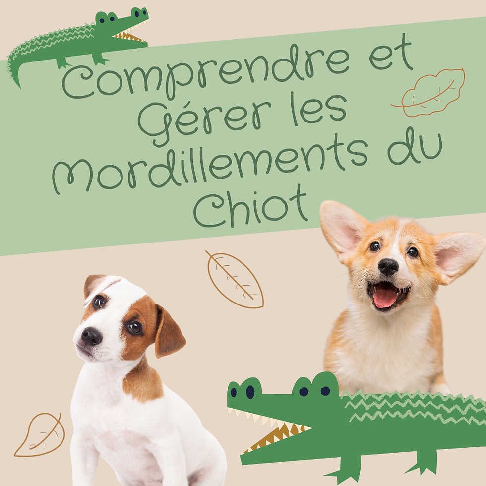 Comprendre et Gérer les Mordillements chez le Chiot