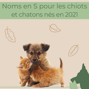 Nom d'un chien ! Les Noms en S pour les chiens et chats nés en 2021