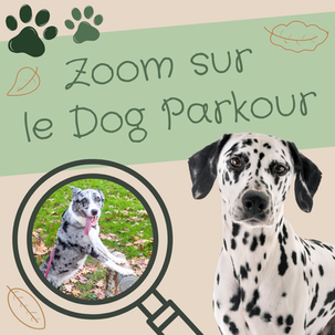 Zoom sur le Dog Parkour, une discipline canine aux multiples bienfaits
