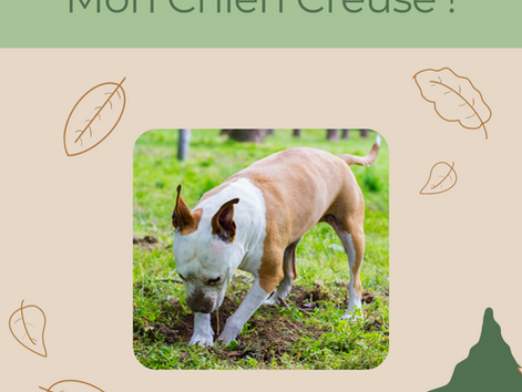 Mon Chien Creuse !