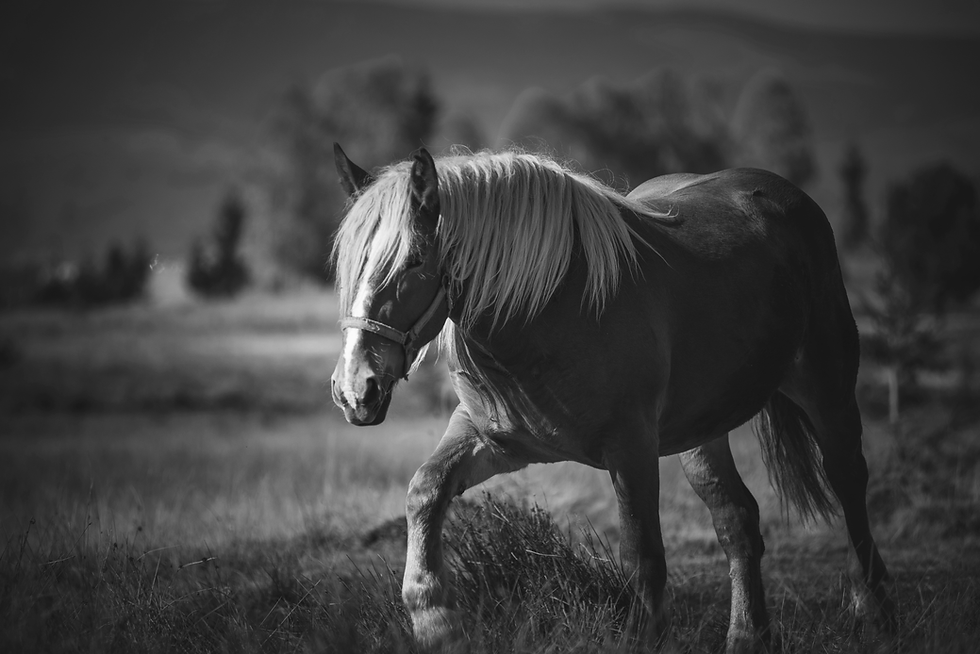 Horse_In_The_Meadow_original_2711271_1747660581.png