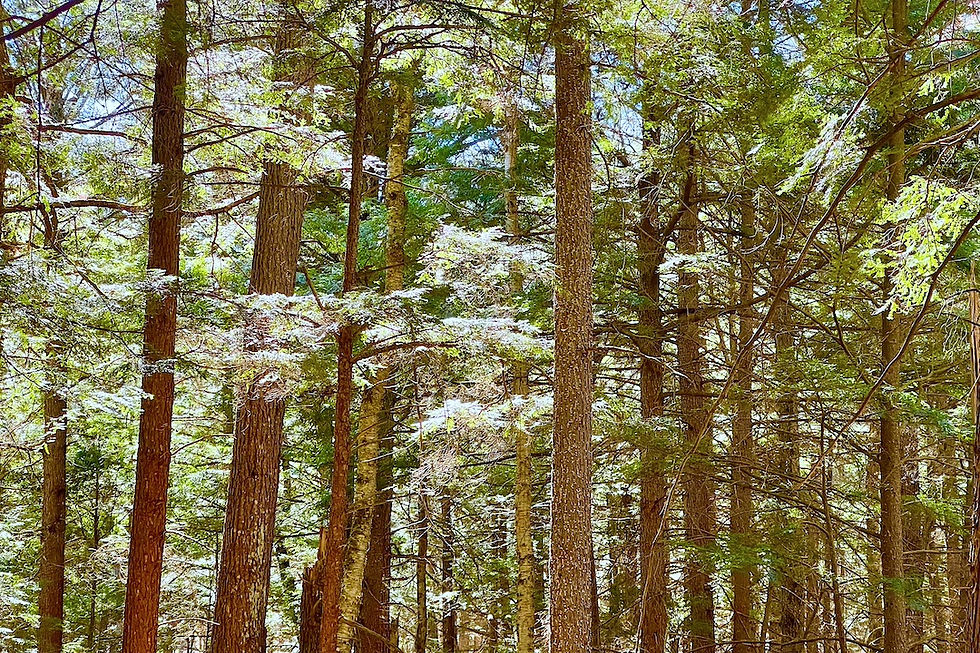 Our Forest