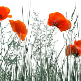 Warum die Mohnblume ?