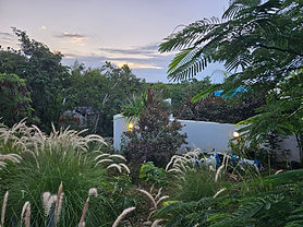 front garden
