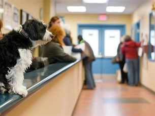 The Loyalty Challenge: Why Veterinary Practices Must Embrace Personalisation and Tech