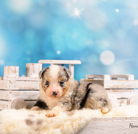 Australian shepherd mini pups Maddy 4 week oud Amazingchilina-6.jpg