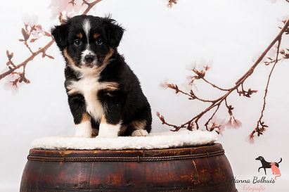 australian shepherd mini pups Redly 7 week oud amazingchilina-8.jpg