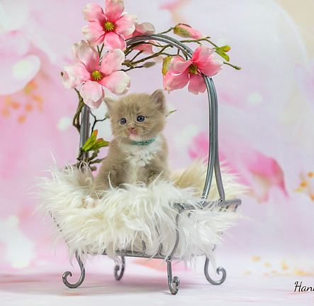 Ragdoll kittens Sunshine 4 week oud Levindaworldoffragdoll-2.jpg
