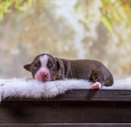 Australian shepherd mini pups Ruby 1 week oud Amazingchilina-6.jpg