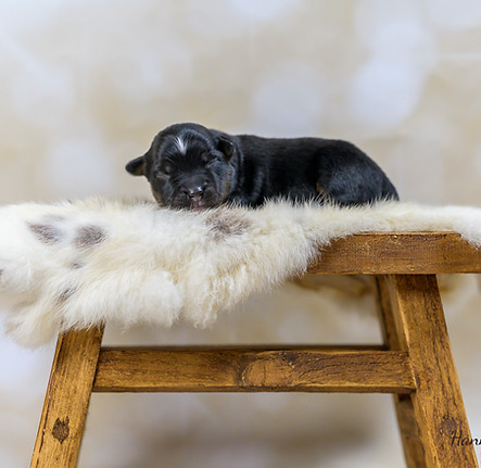 Australian shepherd mini pups Olivia 1 week oud Amazingchilina-15.jpg