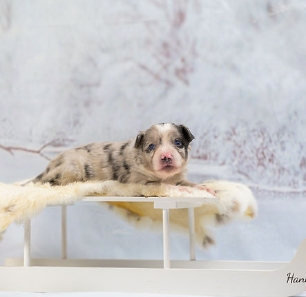 Australian shepherd mini pups Chloe 3 week oud Amazingchilina-5.jpg