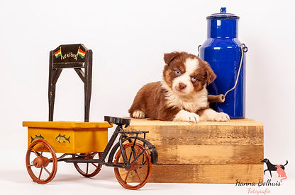 australian shepherd mini pups maddy 6 week oud amazingchilina-3.jpg