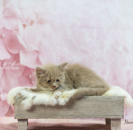 Ragdoll kittens Sunshine 8 week oud Levindaworldoffragdoll-12.jpg