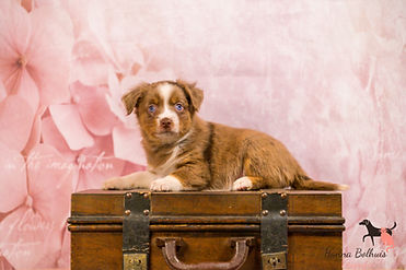 Australian shepherd mini pups Mira 7 week oud Amazingchilina-26.jpg