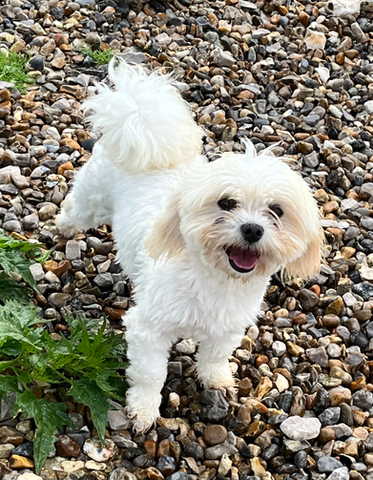 Bichon adoption Oise Paris Elevage