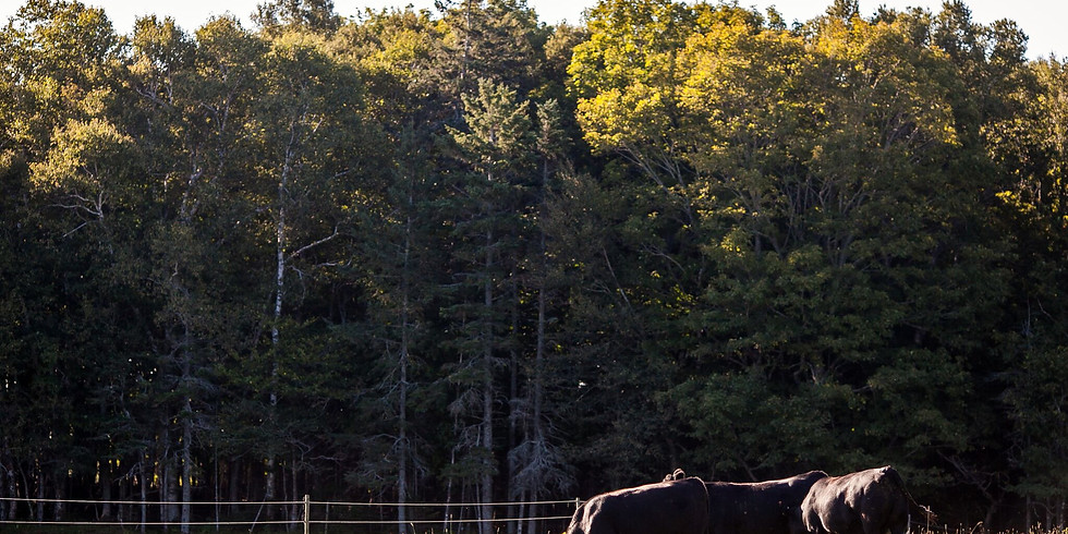 NB Angus Pasture Tour