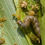 Thumbnail: Copy of Copy of Copy of SafiInkApp ® Digital e-readers e-learning G8 AGRICULTU