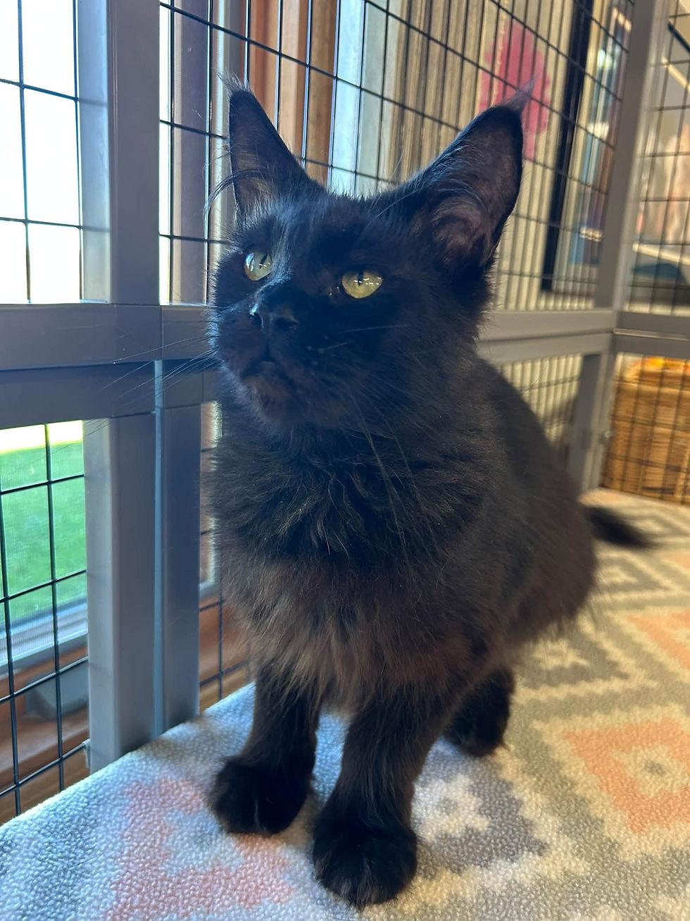 Licorice.jpg