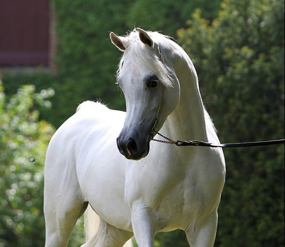 Arab Horse.jpg