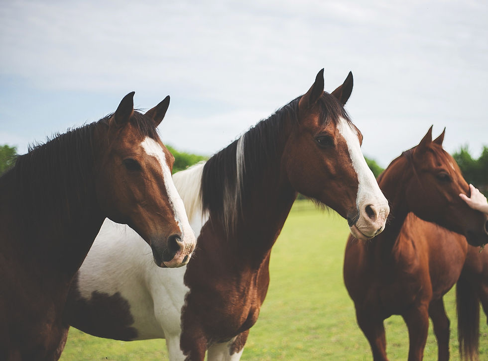 julie-johnson-514050-unsplash