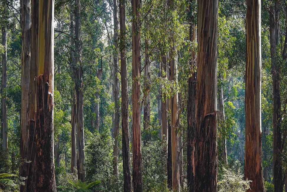 david-clode-seM6i8gJ7d0-unsplash.jpg