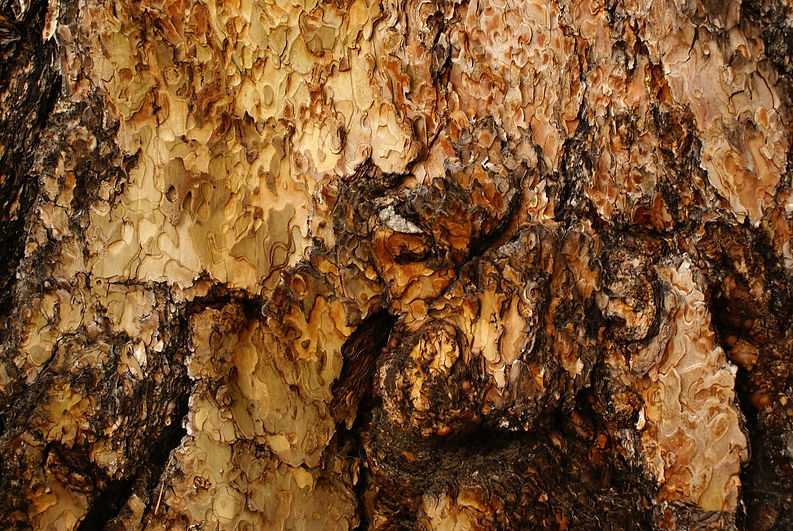 Pine Tree.jpeg