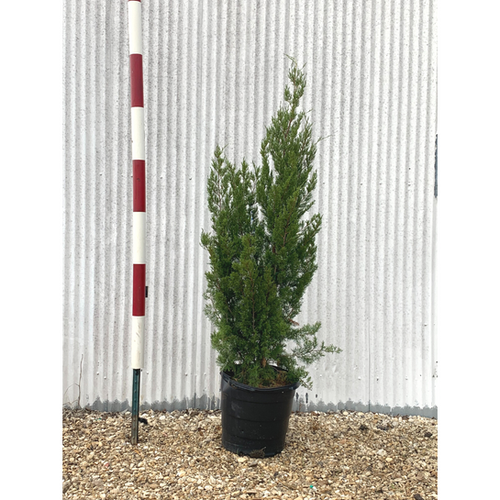 Brodie Juniper 15g Gates Tree Company