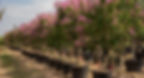 Flowering
