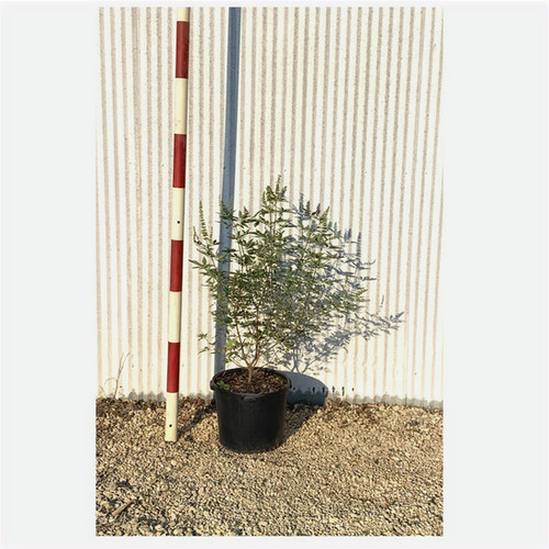 Vitex 15g Gates Tree Company