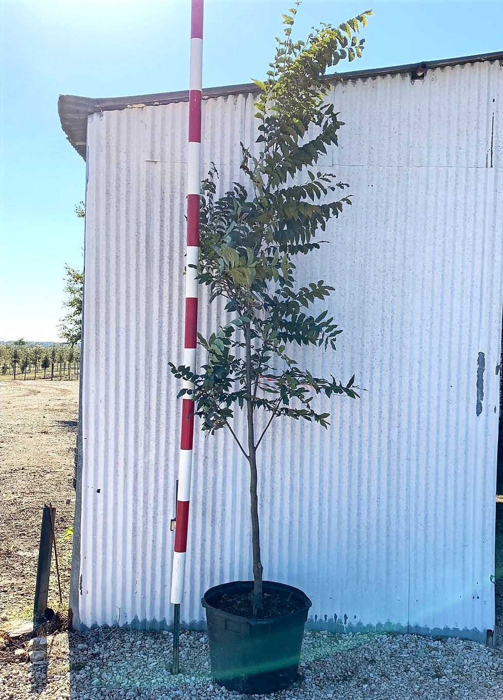 Native Pecan 30g Gates Tree Company