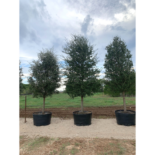 Live Oak 200g Gates Tree Company