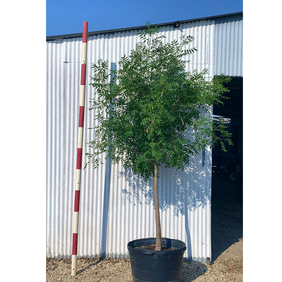 Chinese Pistache 45g Gates Tree Company