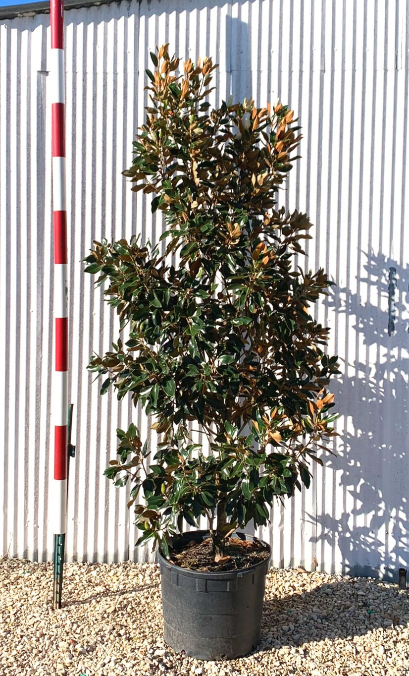 Flowering Gates Tree Company