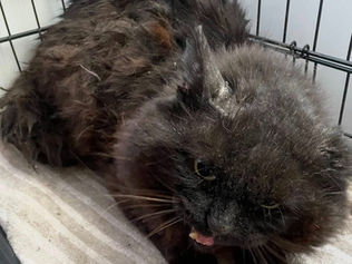 Thank You, Oakgrove Secondary School – You Helped Save Pip 🐾