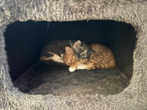 Quarterly Animal Update