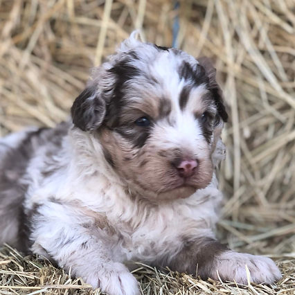 Merle mini aussidoodle puppy.jpeg