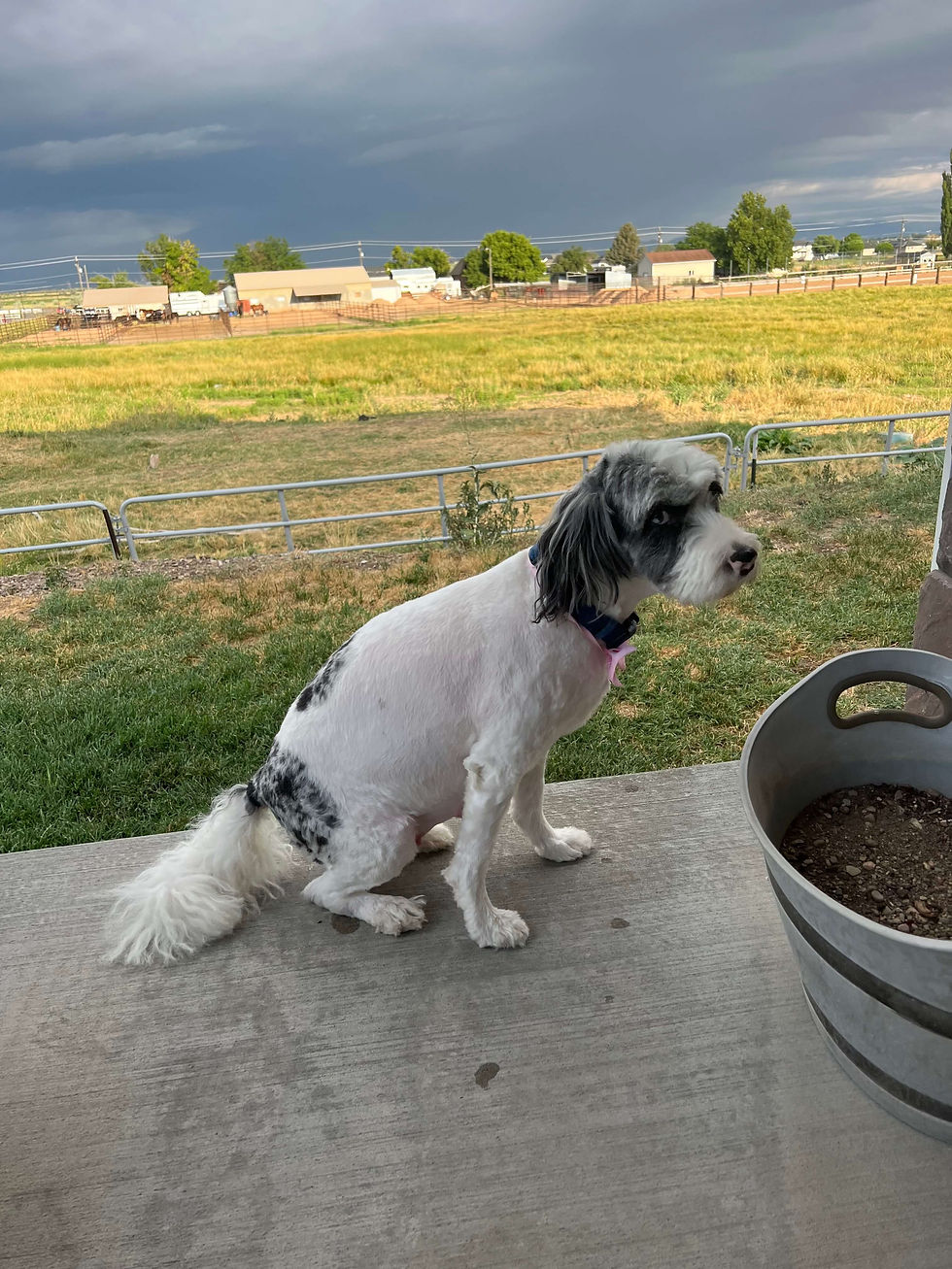 Gemma