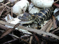 Reptile Breeding (1)