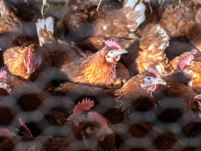 O movimento contra gaiolas cresce na América Latina