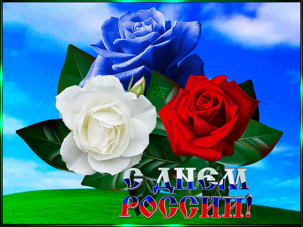 роза триколор