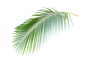 green-leaf-of-palm-tree-on-white-background-with-c-2023-11-27-05-03-15-utc.jpg