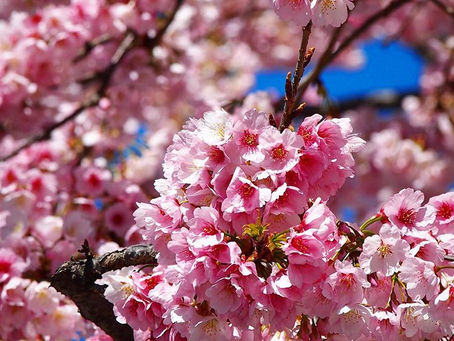 るん るん Spring ‼Pink‼→メンズ ビジネススタイル