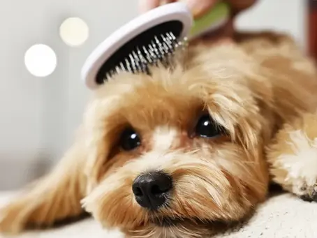 犬がブラッシングを嫌がるのはなぜ?原因と対処法を紹介