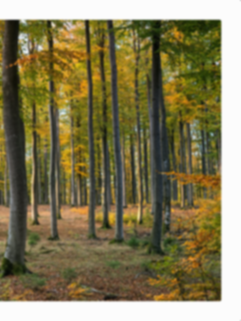 skog 02.png