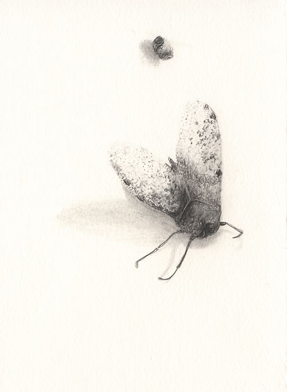 080415deadinsect4.jpg