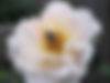 0812_5013b rose and bee.jpg